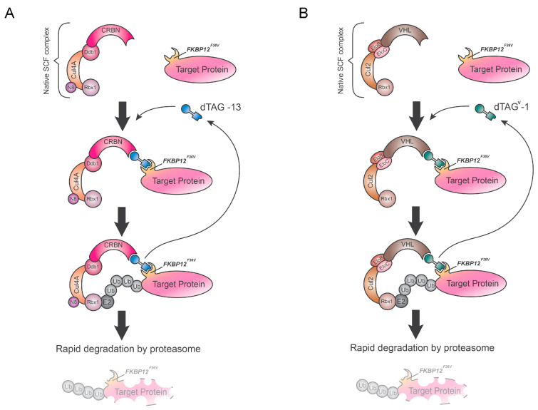 Fig. 1 depicts the dTAG system, where dTAG-13 and dTAGV-1 molecules facilitate the degradation of target proteins by recruiting specific E3 ligase complexes. (doi: 10.3390/biology9120421)