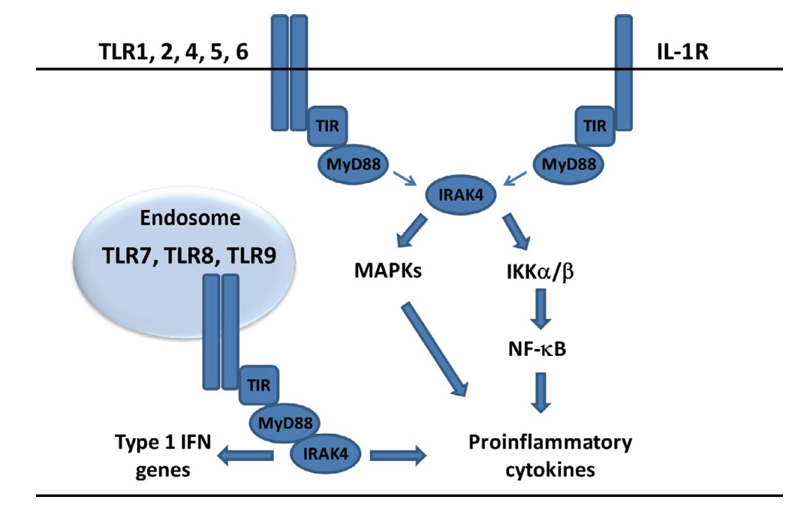 Schematic of IRAK4 signaling.