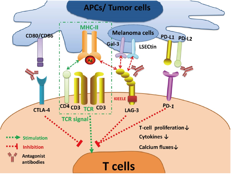 LAG-3 signaling and the interaction with other immune checkpoints.