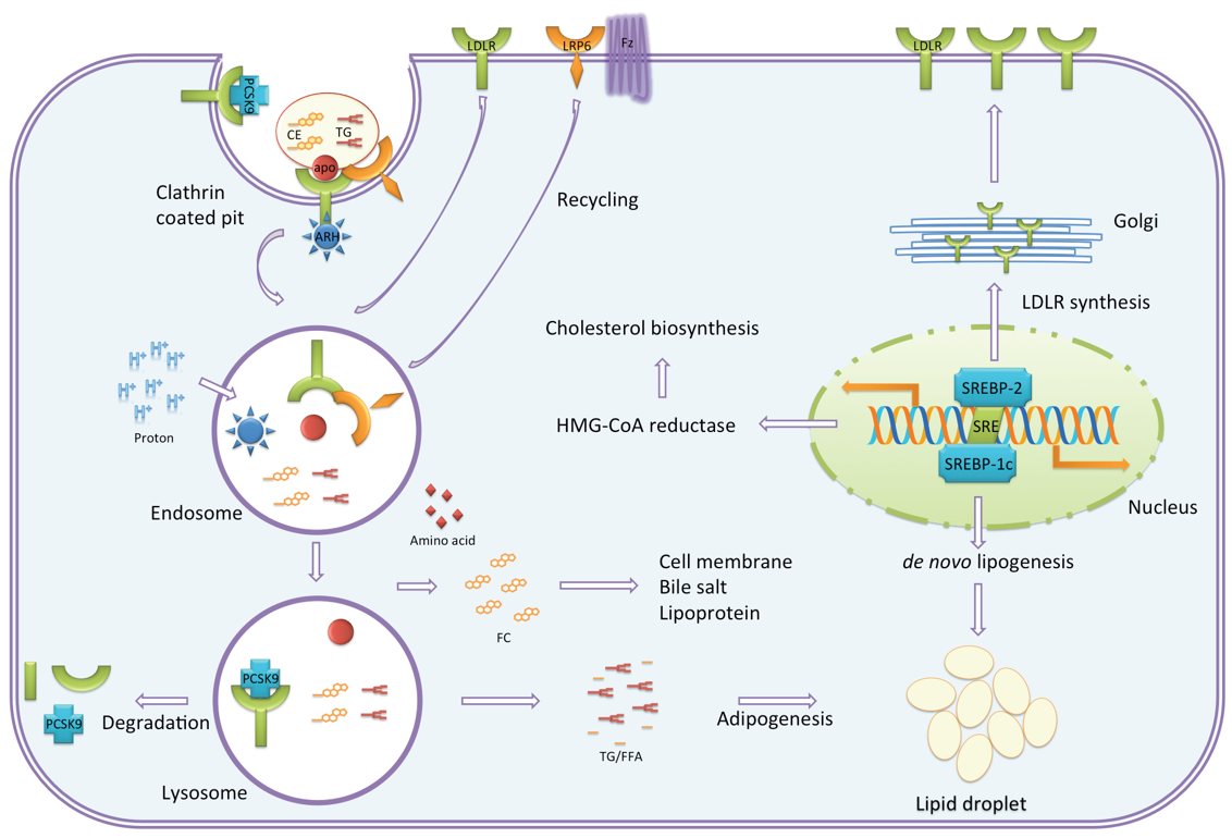 Cellular cholesterol homeostasis.