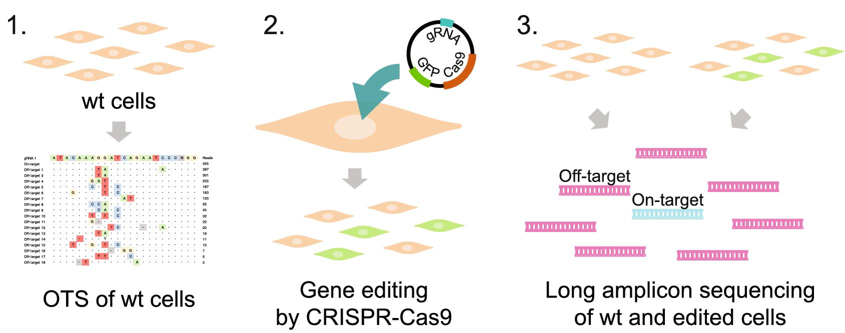 Figure 1 outlines the experimental process for assessing genome editing at both on- and off-target sites using CRISPR-Cas9 and long amplicon SMRT sequencing. (doi: 10.1186/s13059-020-02206-w)