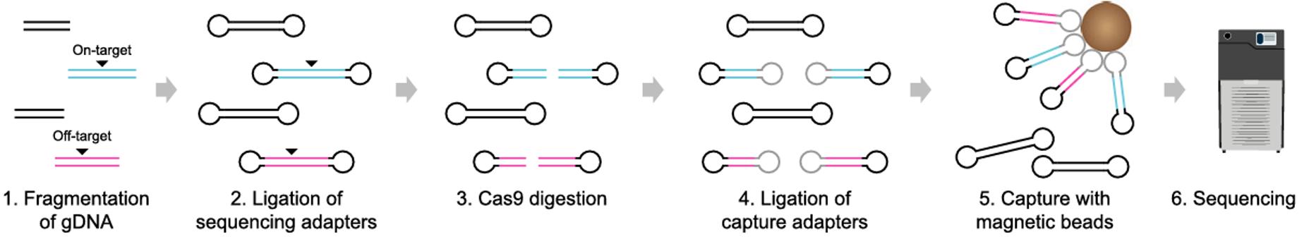 Figure 2 illustrates the SMRT-OTS process, detailing the steps from DNA fragmentation to the enrichment and sequencing of SMRT-bells on the PacBio Sequel system. (doi: 10.1186/s13059-020-02206-w)