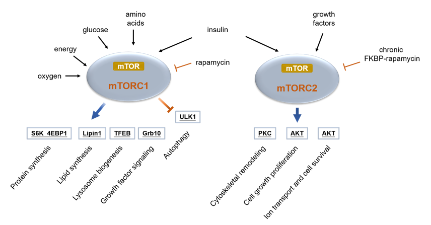  signals sensed by mTORC1 and mTORC2 and the processes they regulate