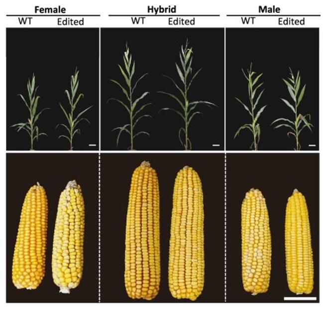 Comparison of agronomic performance between wild type and edited mutant line.