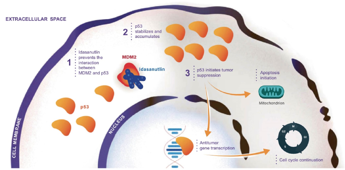 Activation of p53 by MDM2 inhibition.