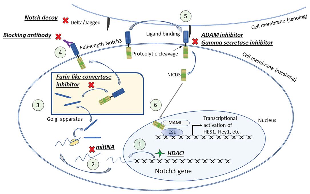 The Notch pathway, showing therapeutic points for targeting Notch3.