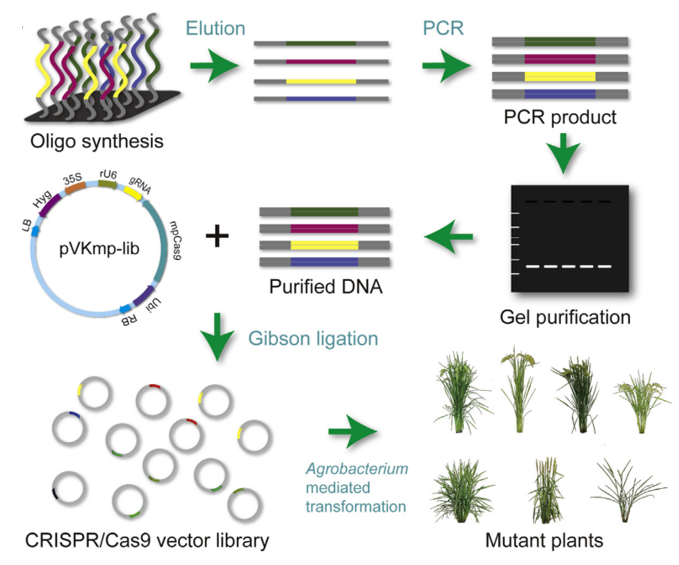 Schematic illustration of the CRISPR/Cas9-mediated mutant library construction.