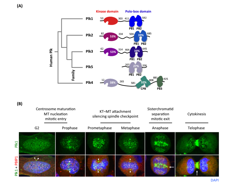 The Structures of the Human Plk Family and Subcellular Localization of Polo-Like Kinase 1 (Plk1) In the Cell Cycle.