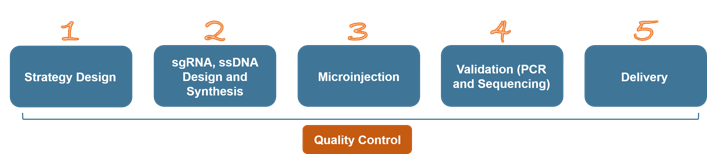 Point Mutation Rat Model Service