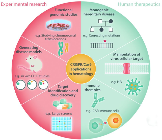  Applications of CRISPR/Cas9 technology in hematology research and human therapy