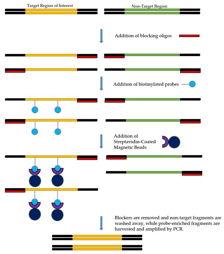 Figure 1: Overview of the target enrichment process for genomic analysis.
