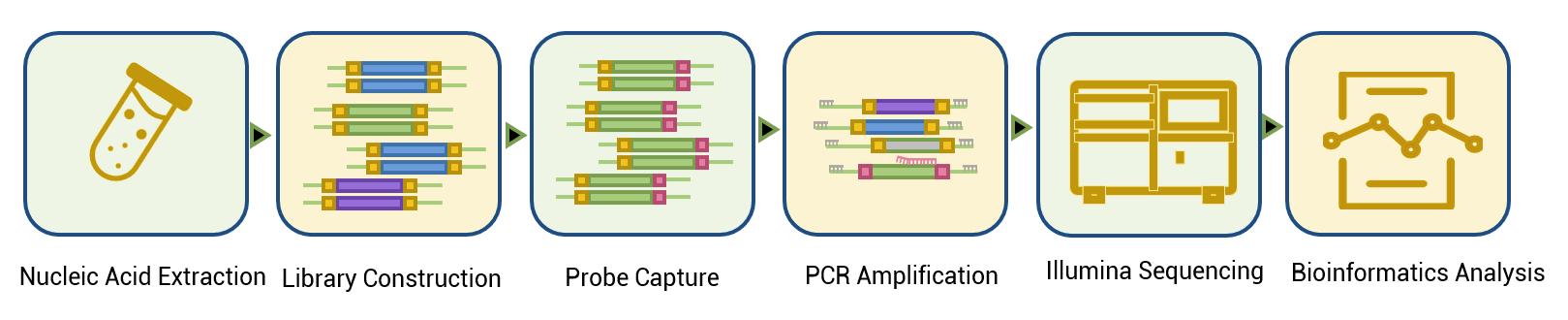 Figure 2: Targeted Capture Sequencing detection workflow, illustrating the steps involved in sample preparation and sequencing.