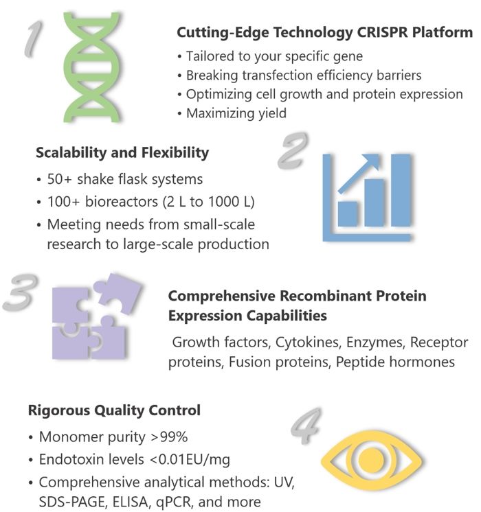 Figure 2 introduces the four major advantages of Creative Biogene in recombinant protein production.