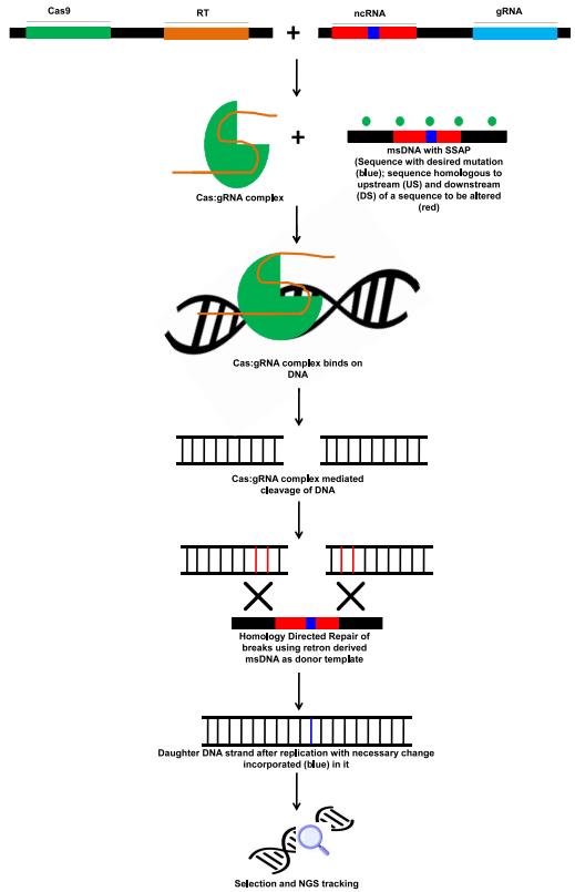 Investigate the potential of Retron Library Recombineering (RLR), a novel genome editing technique poised to succeed CRISPR/Cas. Discover its distinct mechanisms, advantages over conventional approaches, and applicability in both prokaryotic and eukaryotic systems. Discover how Creative Biogene is driving the advancement of this technology, providing comprehensive support to improve genome editing precision and efficiency. Join us in expanding the scope of genetic research.