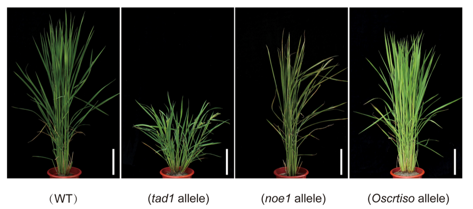 Morphological phenotypes of the CRISPR/Cas9 rice mutants.