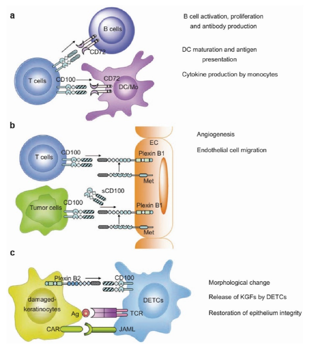 Multiple functions mediated by Sema 4D/CD100-plexin B counter-receptors.