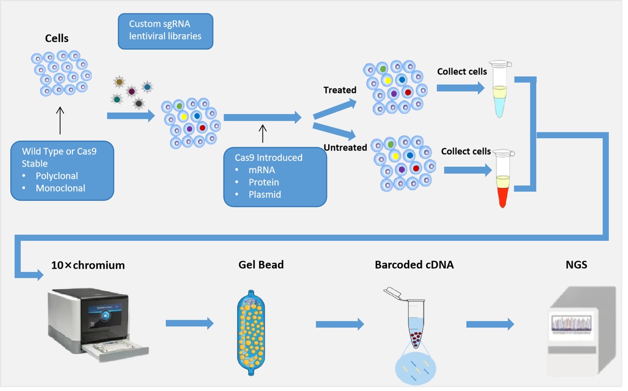 Single cell CRISPR library screening service process.