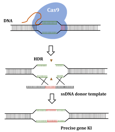 Single-Stranded DNA Synthesis Service