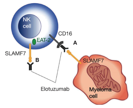 Elotuzumab mechanism of action. 