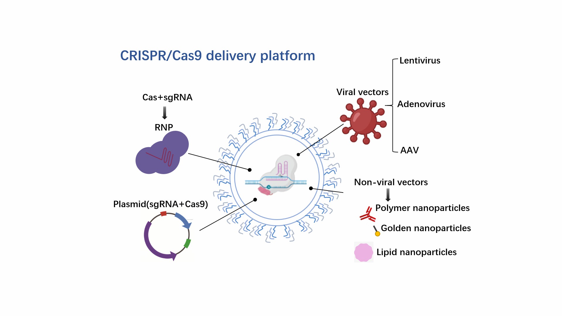 Fig 1 illustrates the diverse landscape of CRISPR/Cas9 delivery platforms, showcasing a spectrum of viral and non-viral vectors, plasmids, and ribonucleoproteins (RNPs).