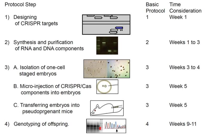 Overview of CRISPR/Cas mediated mouse genome editing steps.