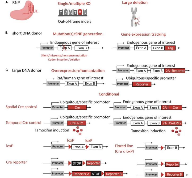 Rat research model generation by CRISPR-Cas9 and applications.