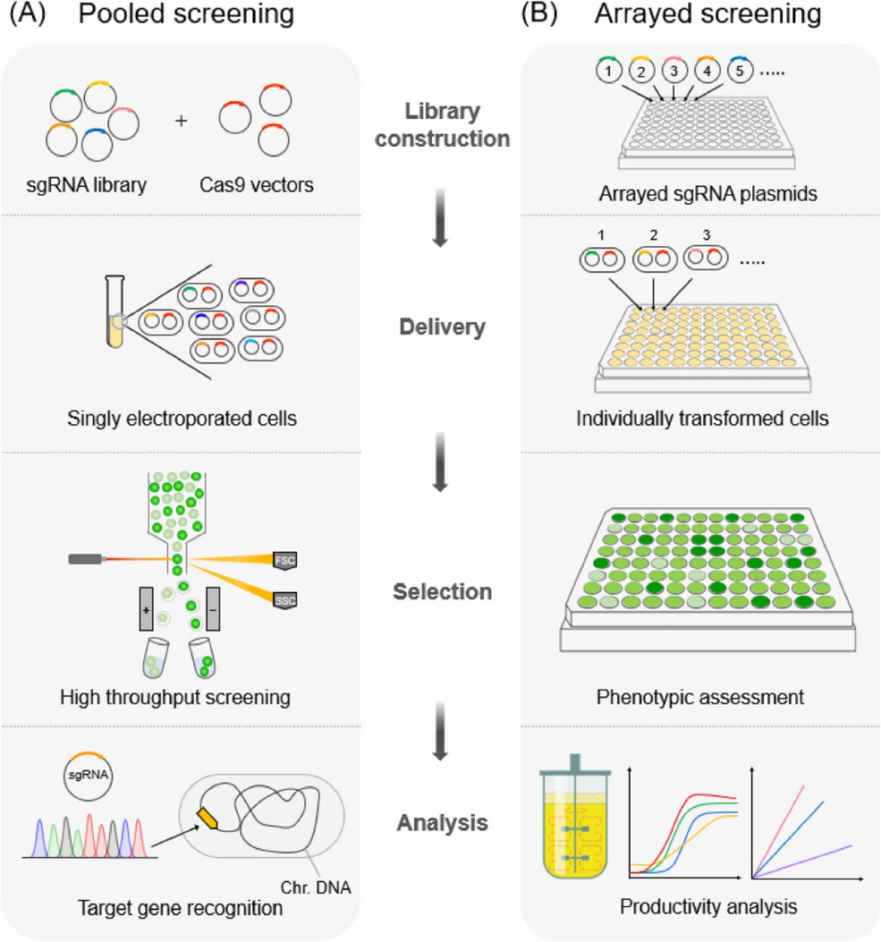 Fig. 1 illustrates two distinct methodologies for CRISPR screening: pooled and arrayed approaches. (doi:10.1007/s12275-022-00005-5)