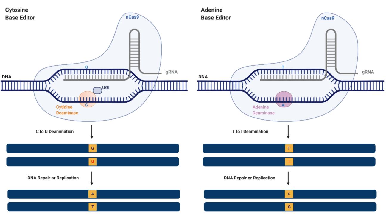 This diagram illustrates the mechanism of DNA base-editing, highlighting Cas enzyme-guided DNA binding and targeted nucleotide modification by cytosine and adenine base-editors. (doi: 10.3390/ijms21176240)