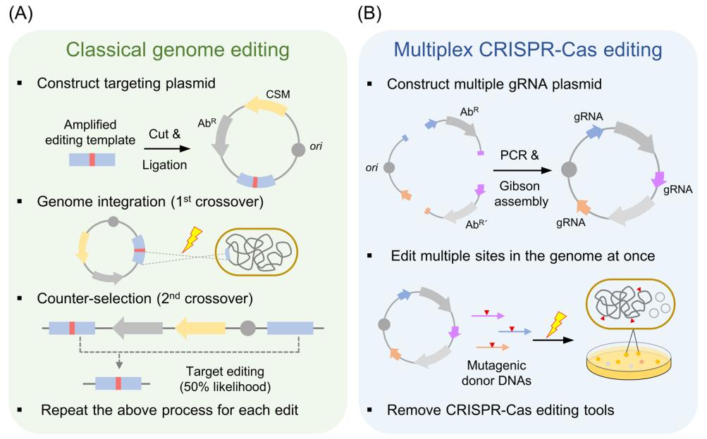 Figure 1 illustrates the differences between classical genome editing and multiplex CRISPR-Cas genome editing methods, highlighting the efficiency of using multiple guide RNAs in a single plasmid for simultaneous multi-site editing. (doi: 10.1021/acs.jafc.4c01650)