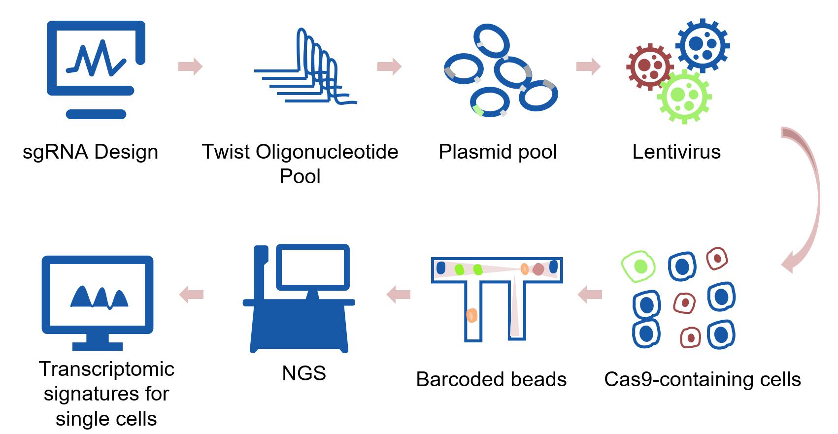 Figure. 1 is a workflow of CRISPR/Cas9 combined with single-cell sequencing for screening