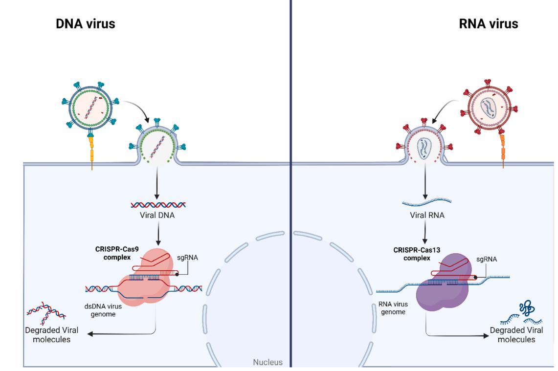 FFigure. 1 illustrates the Application of CRISPR/Cas Systems for Antiviral Therapy, highlighting the distinct mechanisms of action against DNA viruses and RNA viruses. (doi: 10.1016/j.virusres.2024.199314)