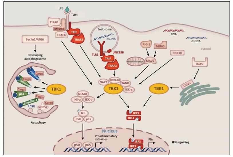  TBK1 molecular pathways.