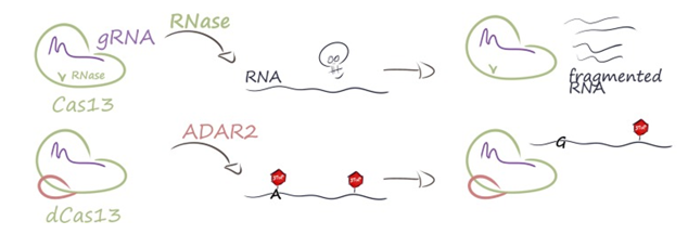 Therapeutic strategies based on CRISPR/Cas13-based tools.