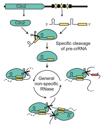 Model of the Type VI CRISPR pathway highlighting both of C2c2’s ribonuclease activities.