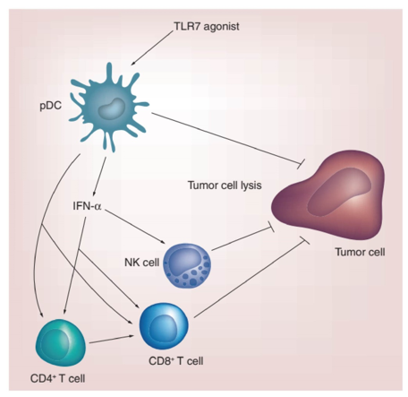 Overview of the main terminal effector cells of TLR7 agonists.