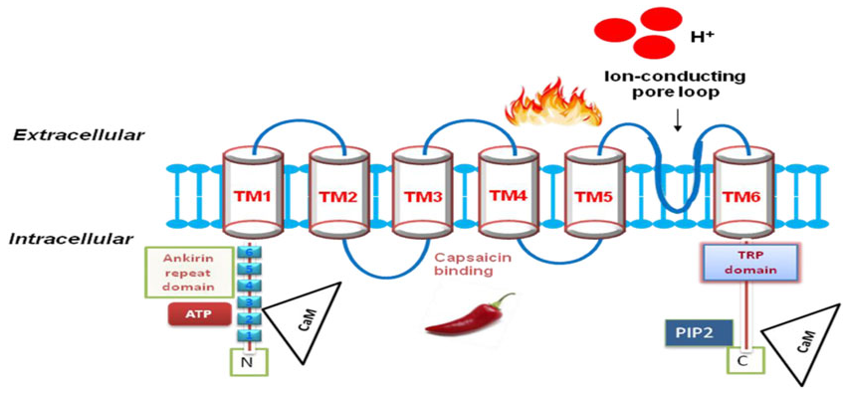 A schematic diagram showing the key structural features of TRPV1 receptors.