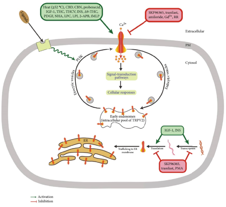 TRPV2 regulation is involved in cancer-related cellular responses.