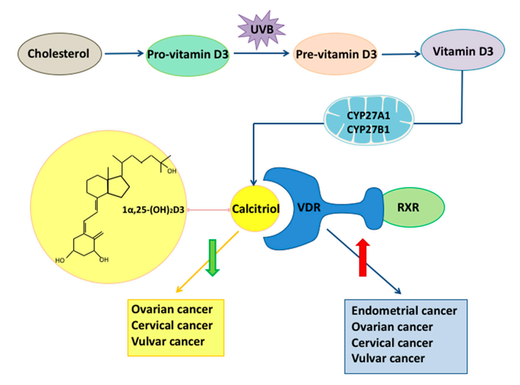 The role of vitamin D and VDR in gynecological cancers.