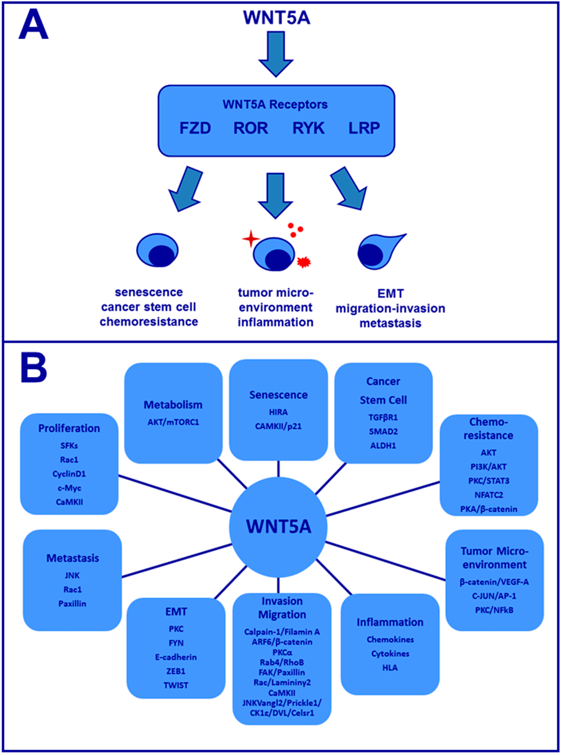 Overview of Wnt5a signaling in cancer. 