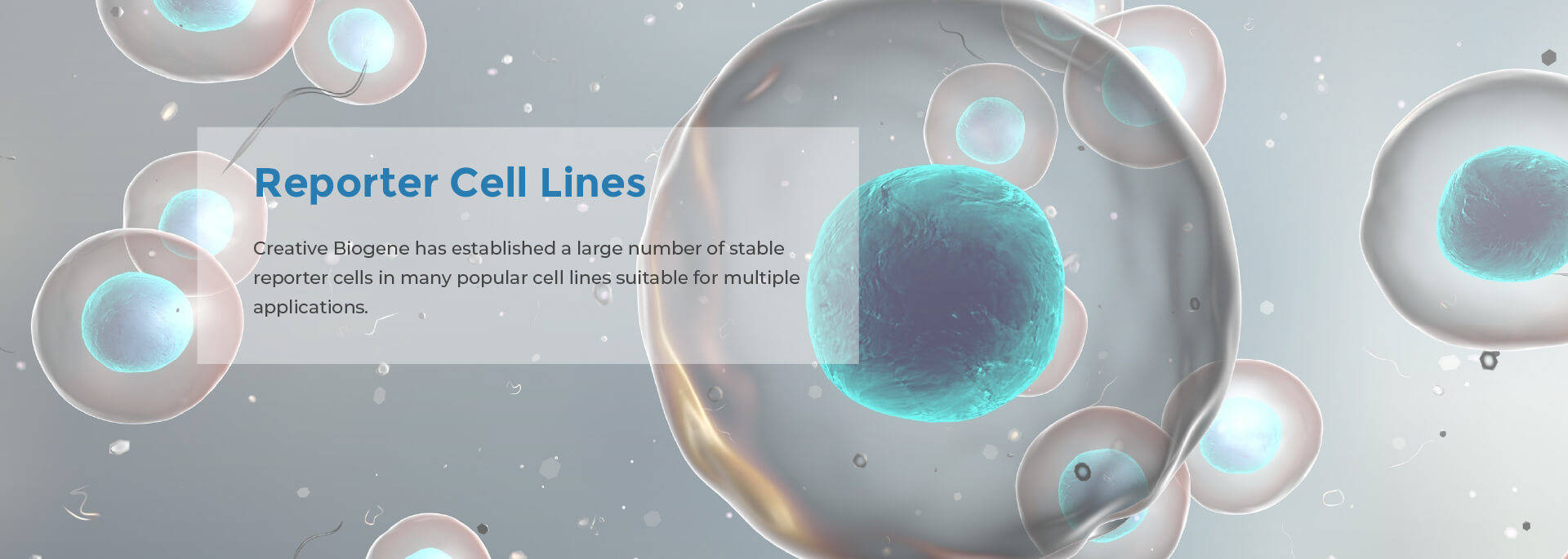 Reporter Cell Lines