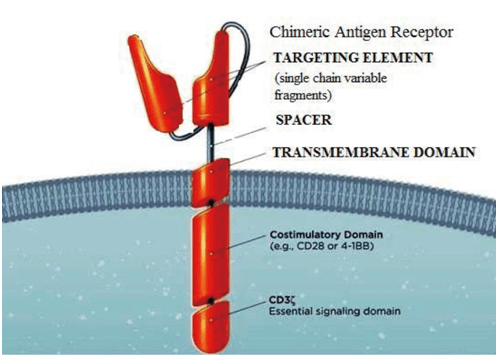 Lentiviral Vectors - the Application for CAR-T Therapies