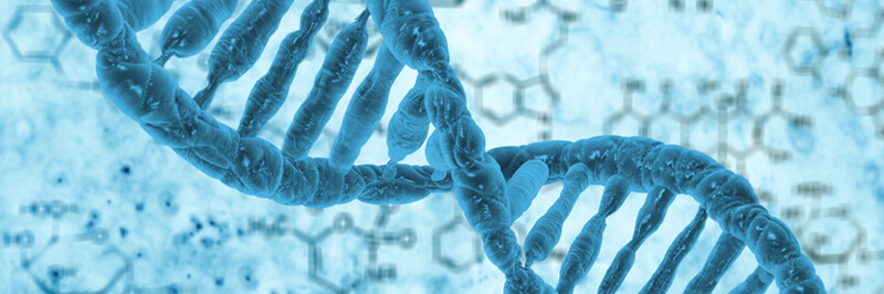 Gene Knockdown Stable Cell Lines