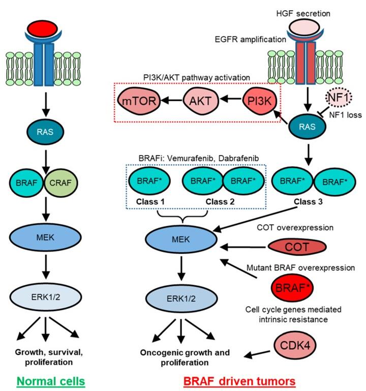 Figure 1 explains how BRAF mutations drive cancer cell growth through various mechanisms and how different forms of resistance, both intrinsic and acquired, limit the effectiveness of BRAF inhibitor therapies.