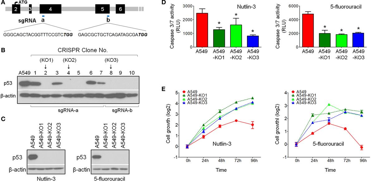 Figure 1 shows the process and results of generating p53-deficient A549 cells using CRISPR/Cas9 technology. (doi: 10.3389/fimmu.2018.01193)