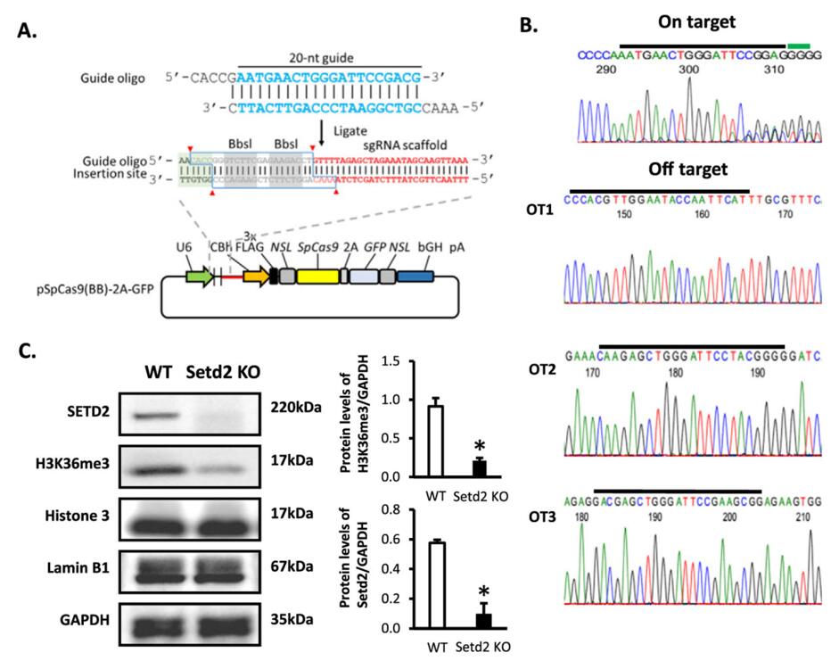 Figure 1 shows the process of generating and verifying stable Setd2 knockout myoblasts using the CRISPR-Cas9 system. (doi: 10.1016/j.bbamcr.2017.01.012)