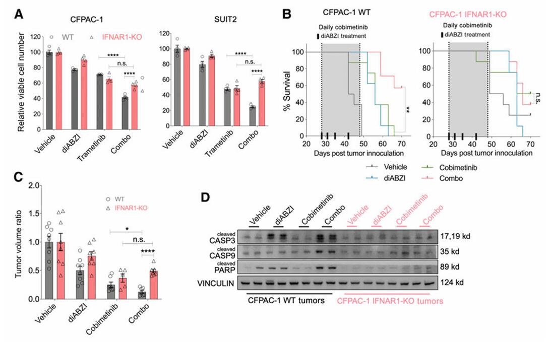 Figure 1 illustrates the essential role of Type I IFN signaling in the synergistic effects of STING agonists and MEK inhibitors, highlighting cell proliferation assays, survival rates in xenograft models, tumor volume analysis, and immunoblot results following treatment. (doi: 10.1158/1078-0432.CCR-22-3322)