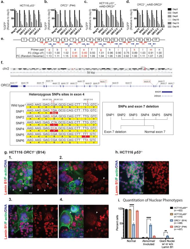 Figure shows the characteristic analysis of the previously published ORC1-/- and ORC2-/- cell lines, including experimental data and results in multiple aspects such as gene knockout effects, changes in transcription levels, gene structural variations, and abnormal nuclear morphology. (doi: 10.7554/eLife.61797)