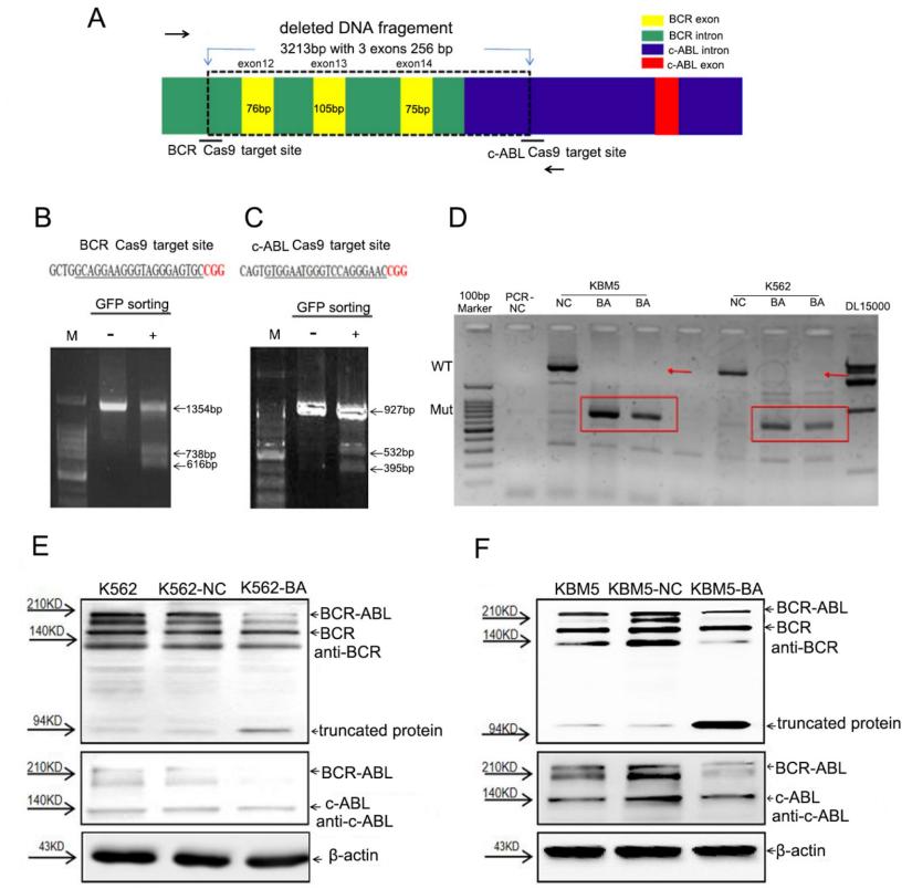 Figure 1 shows how researchers used Cas9-GFP/dual-BA-sgRNA technology to study the gene editing process in chronic myeloid leukemia (CML) cells by targeting the disruption of the BCR-ABL fusion gene. (doi: 10.3724/abbs.2023280)