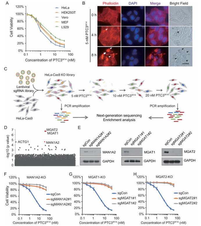 Figure 1 shows the experimental process and results of screening host factors involved in PTC3W14 intoxication in HeLa-Cas9 cells, including cell viability assays, F-actin polymerization, and identification of key genes through CRISPR-Cas9 screening and gene knockout. (doi: 10.1371/journal.ppat.1009244)