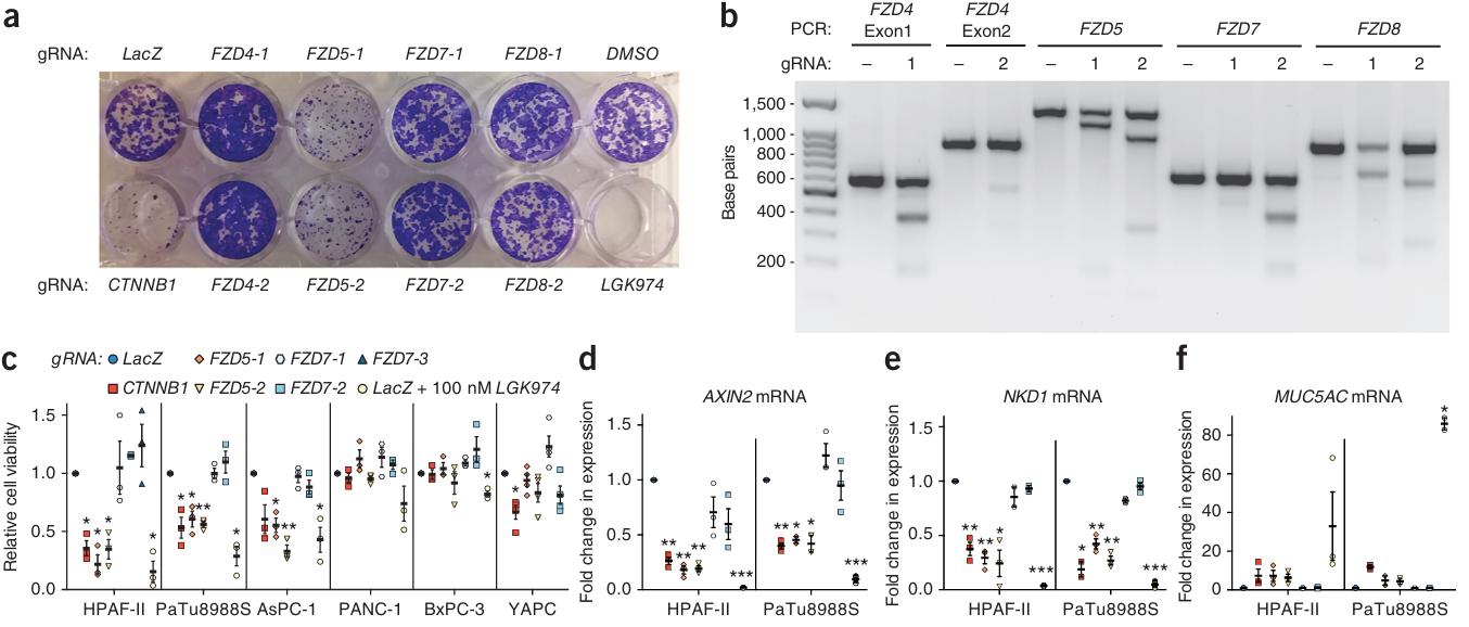 Figure 1 illustrates the effects of FZD5 knockout on the proliferation of RNF43-mutant PDAC cells, gene editing confirmation, and Wnt target gene activation, as assessed through clonogenic assays, T7 endonuclease I assay, and RT-qPCR. (doi: 10.1038/nm.4219)